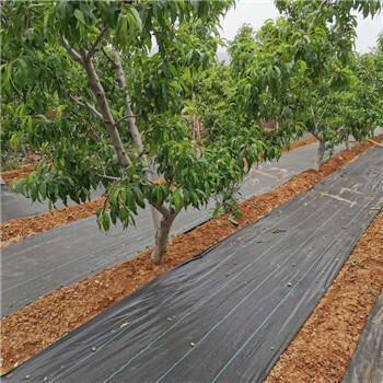 防草布除草園藝地布廠家批發(fā)