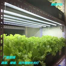 植物生长灯led全光谱仿太阳灯温室水培蔬菜多肉大棚室内植物补光