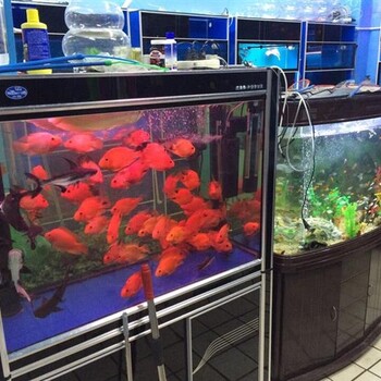 小李水族清洗魚缸，魚病治療，魚缸清洗維護(hù)