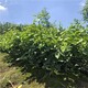 永州大分柑橘苗产品图