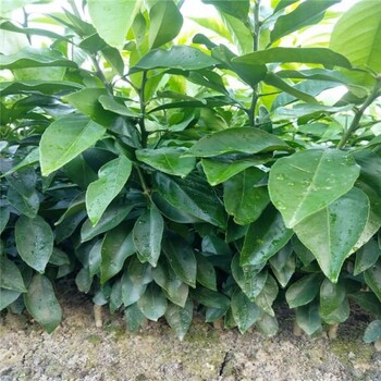 襄陽(yáng)大分柑橘苗