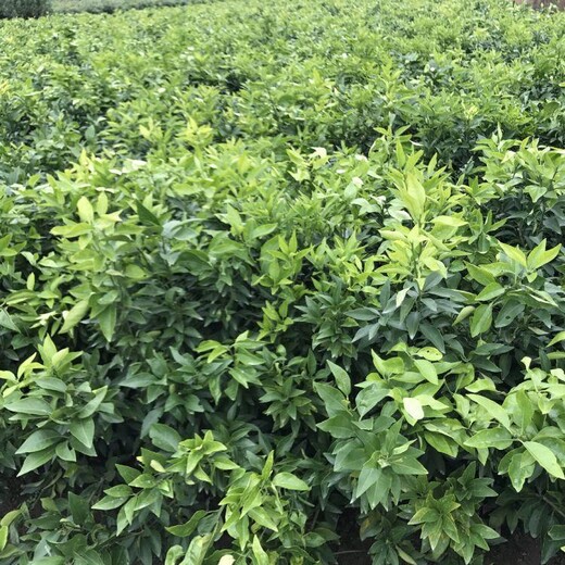 茂名红美人柑橘苗批发