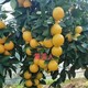 黄美人柑橘苗图