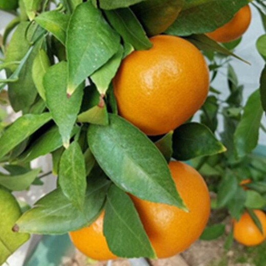 荆州黄美人柑橘苗价格