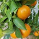 安顺黄美人柑橘苗价格产品图