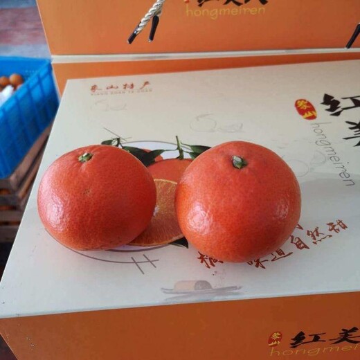 阳江米哈亚柑橘苗批发