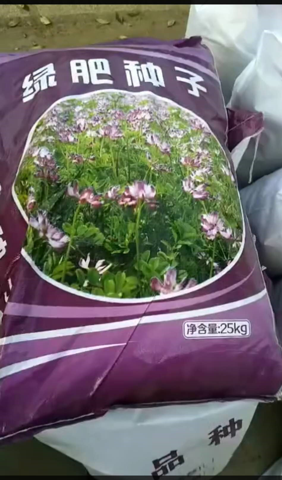 內(nèi)丘紅花草包衣供應(yīng)商