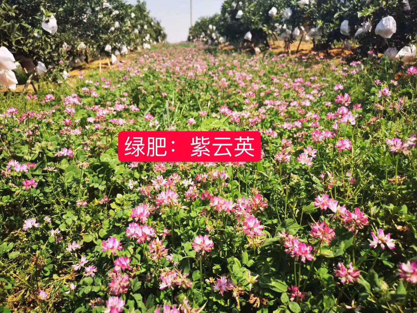 內(nèi)丘紅花草包衣供應(yīng)商
