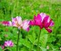 西峡红花草净子销售处