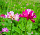 云龙区红花草种植时间