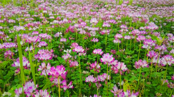 邯山区红花草栽培与管理