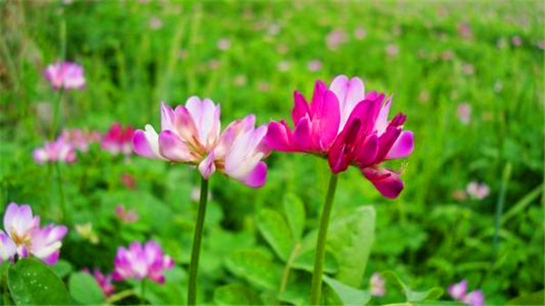 西峡红花草净子销售处