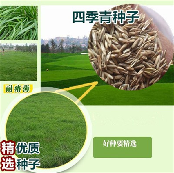 北京黑麦草栽培与管理