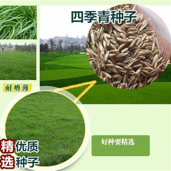 上海黑麥草廠家生產(chǎn)