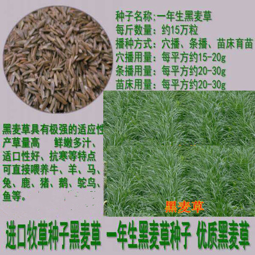 重庆黑麦草种植方法