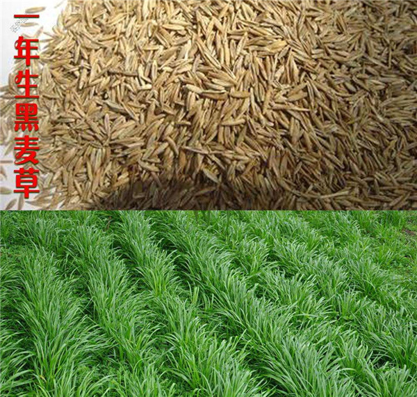 广西黑麦草栽培方法