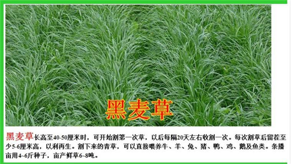 北京黑麦草栽培方法