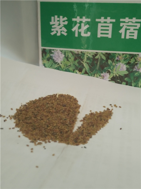 河南高羊茅厂家