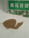 山东高羊茅厂家