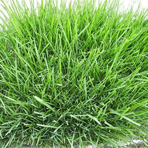 湖北高羊茅種子價(jià)格