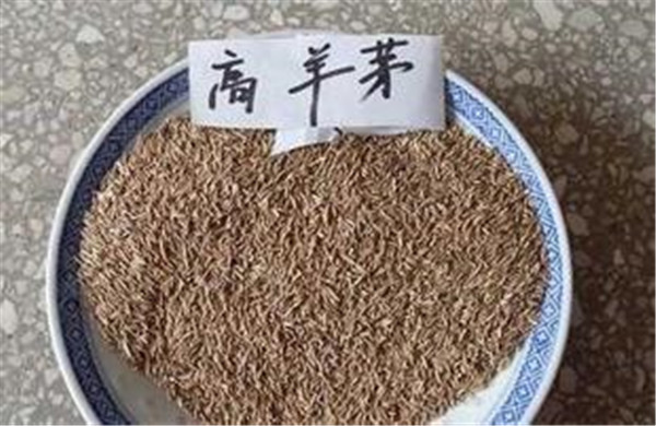 上海高羊茅种子价格
