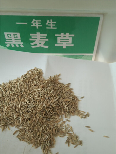 阳江四季青草籽种子销售处