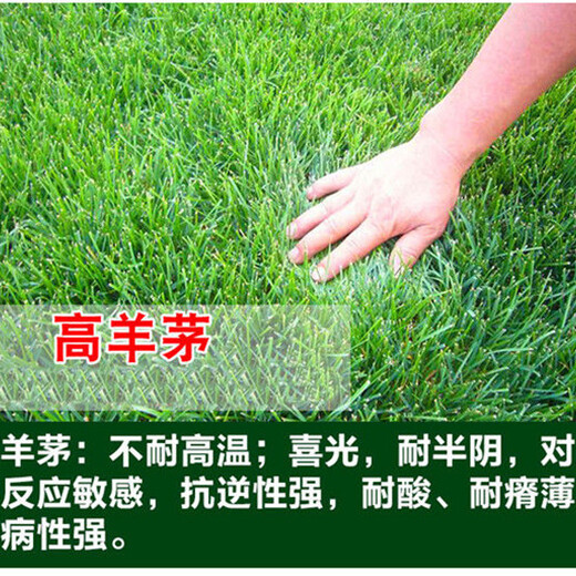 贵州高羊茅草坪种子报价参考
