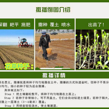 開縣四季青草籽銷售熱線