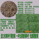 惠州草坪種子種子價(jià)格