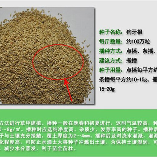 孝感四季青草籽种子销售电话