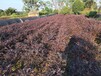 湖南红花继木种植技术