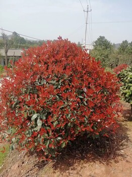 南充紅葉石楠種植價格