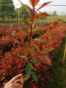 浙江紅葉石楠小苗批發(fā)價(jià)格
