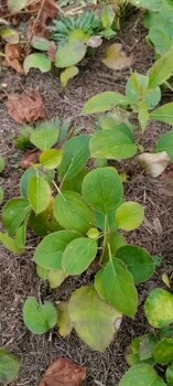 遼寧北蒼術(shù)苗批發(fā)價格