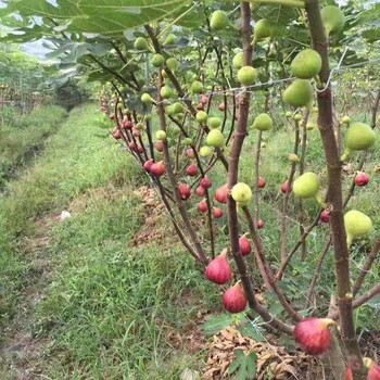 巴中果树苗基地