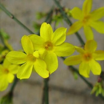畢節(jié)迎春花苗木