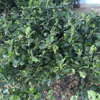 贛州大葉黃楊苗基地