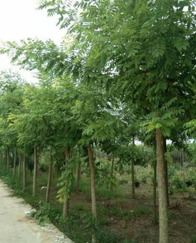 達(dá)軒農(nóng)林大量出售速生刺槐1-4公分苗