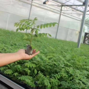 當(dāng)年刺槐苗刺槐樹苗洋槐樹苗白花槐樹苗