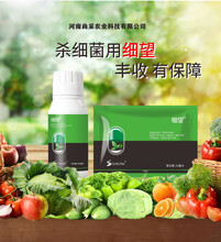 細(xì)菌與真菌病害難分辨？關(guān)于細(xì)菌病害，你了解多少？圖片