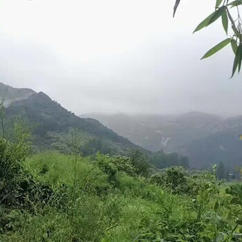 中国河南信阳毛尖高山旱茶荒野春尾