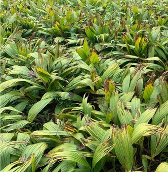 茂名白芨苗价格表