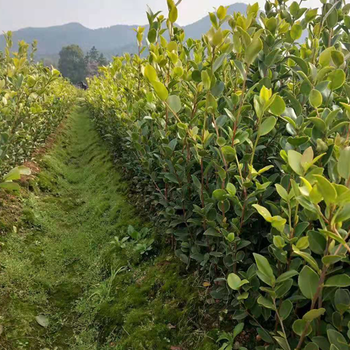 酥油茶,茶油樹(shù)