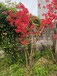 湘潭紫色映山紅植物,杜鵑花