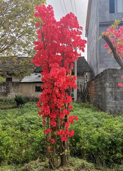 湘潭种映山红价值,杜鹃花