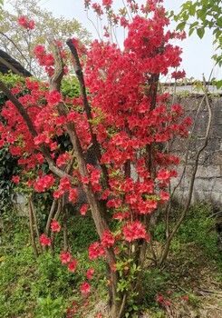 益阳紫花映山红盆栽