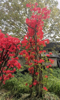 永州映山红树,山踯躅