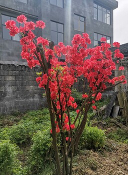 洛阳种映山红树,杜鹃花