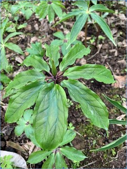 东北山野菜七叶一枝花种植