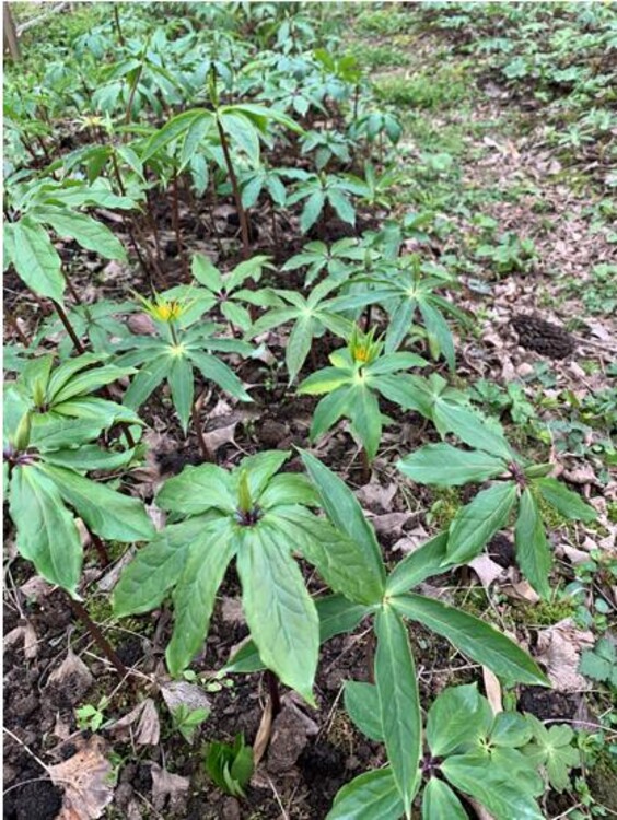 重楼七叶一枝花收购价